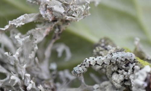 Réf. 205 705 : Cleorodes lichenaria